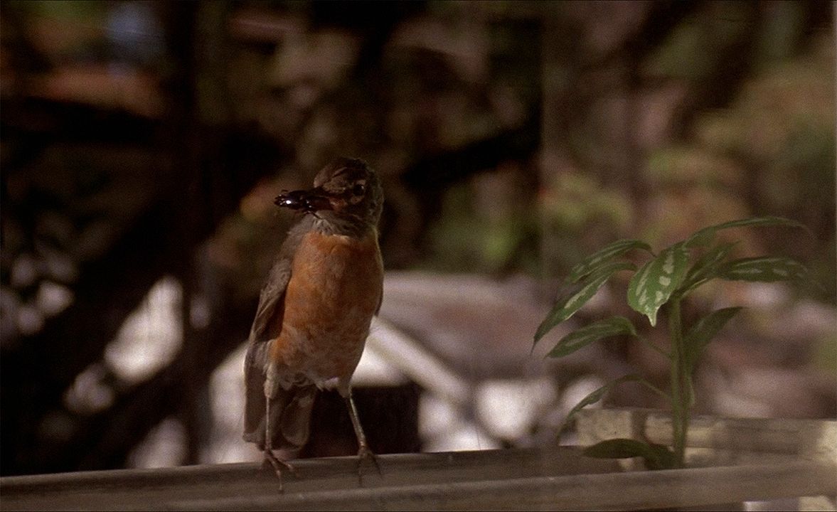 Terciopelo azul : Foto