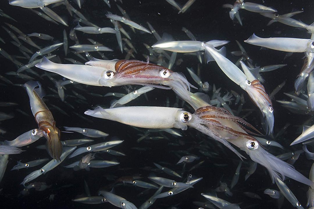 Nuestro Planeta : Póster