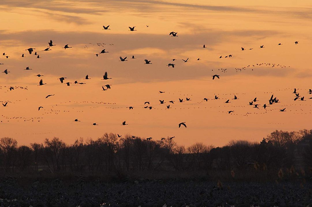Nuestro Planeta : Póster