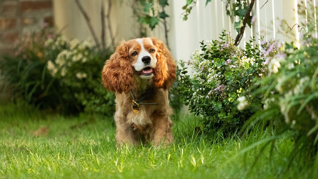 La Dama y el Vagabundo : Foto