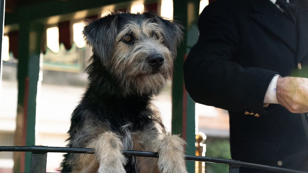La Dama y el Vagabundo : Foto