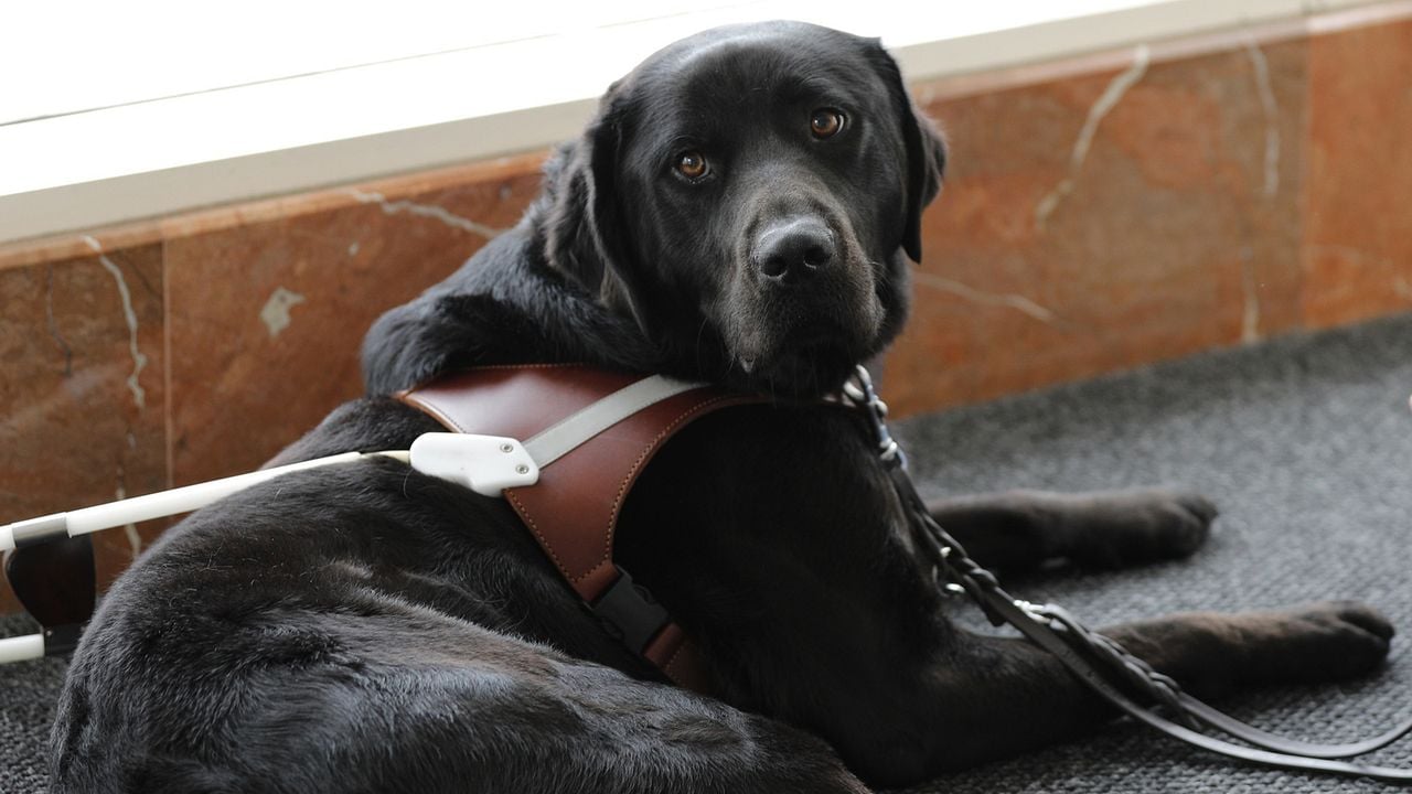 Pick of the Litter : Foto