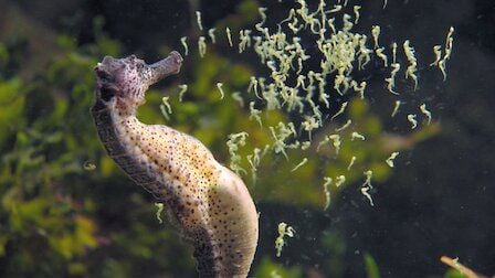 Planeta absurdo : Foto