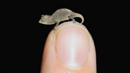 Planeta absurdo : Foto