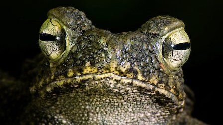 72 animales peligrosos: Asia : Póster