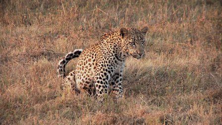 72 animales peligrosos: Asia : Póster