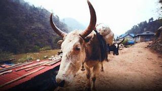 72 animales peligrosos: Asia : Póster