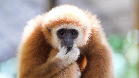 72 animales peligrosos: Asia : Póster