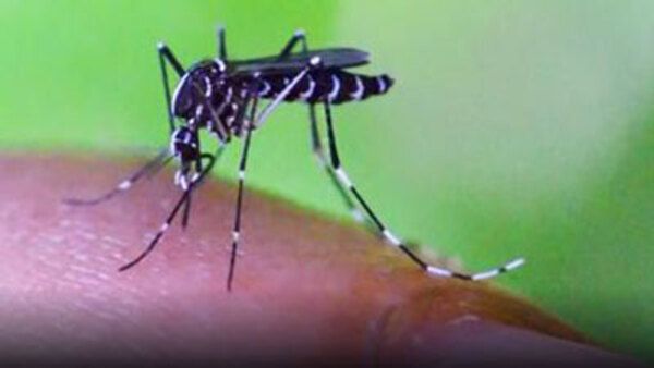 72 animales peligrosos: Asia : Foto