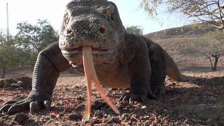 72 animales peligrosos: Asia : Foto