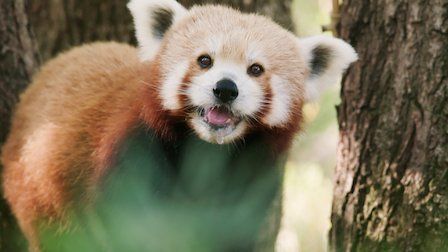 72 animales peligrosos: Asia : Foto