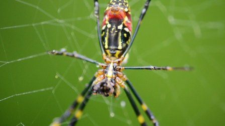 72 animales peligrosos: Asia : Foto