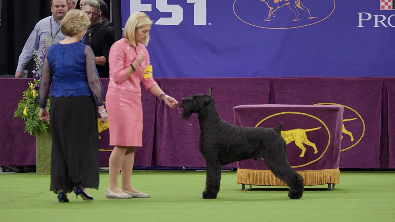 7 días antes : Póster