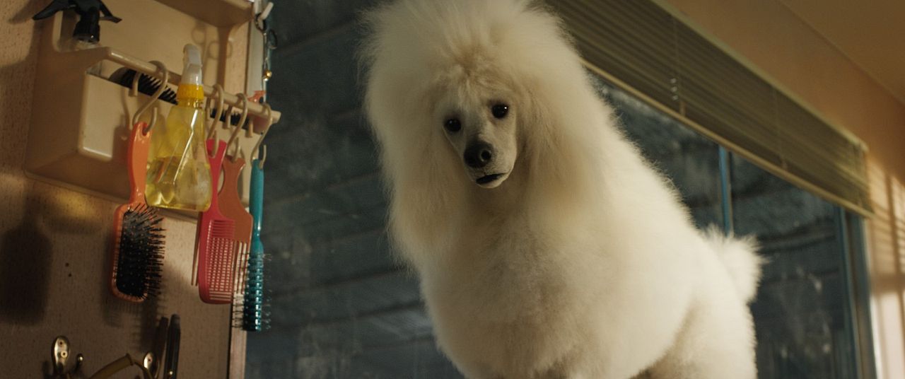 El único y gran Iván : Foto