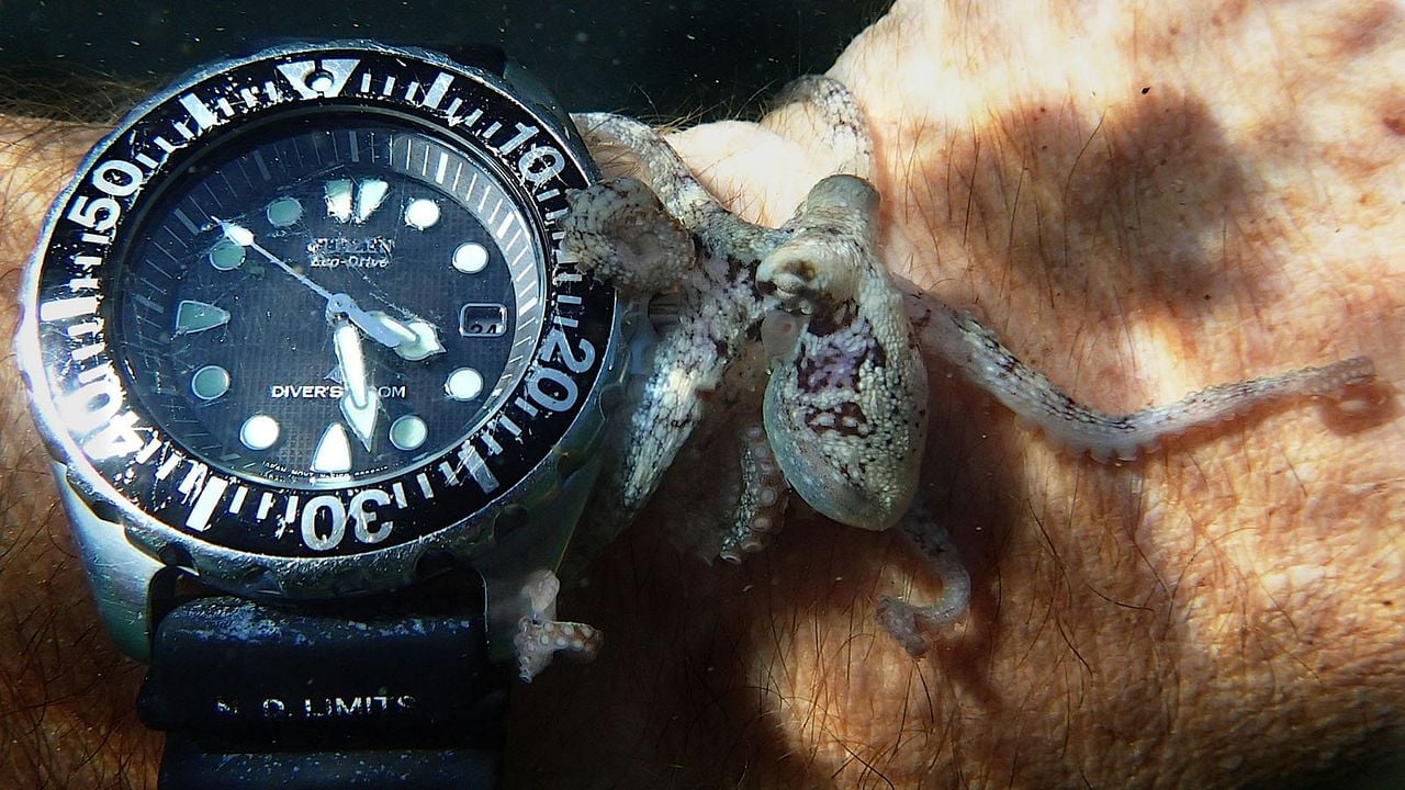 Mi maestro el pulpo : Foto