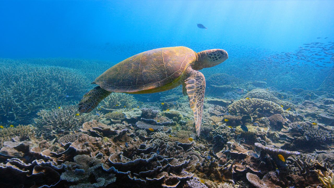 David Attenborough: Una vida en nuestro planeta : Foto