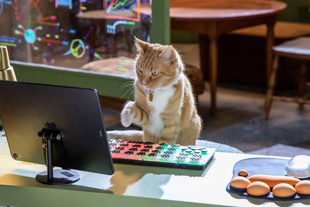 Como perros y gatos 3: Patas unidas : Foto