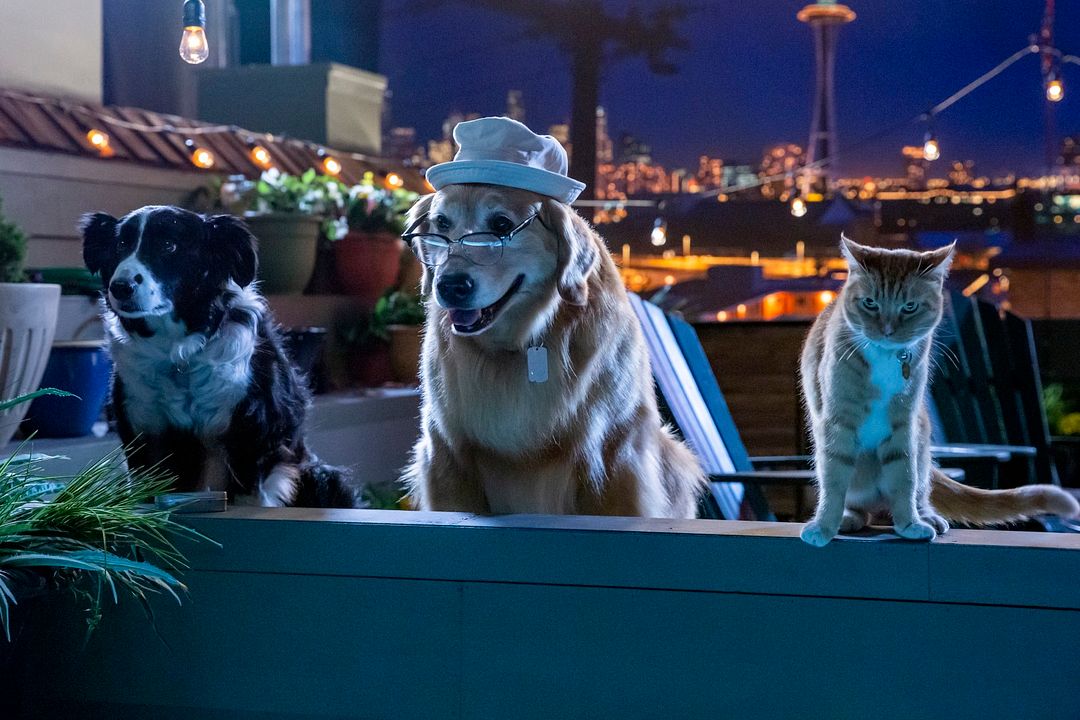 Como perros y gatos 3: Patas unidas : Foto