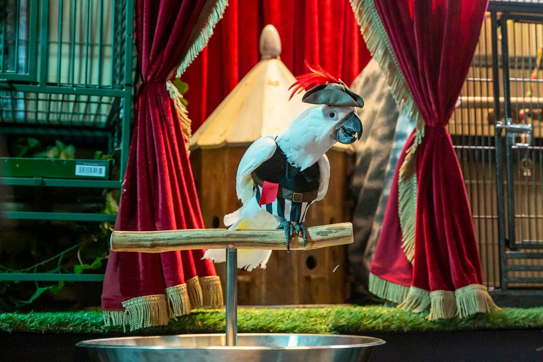 Como perros y gatos 3: Patas unidas : Foto