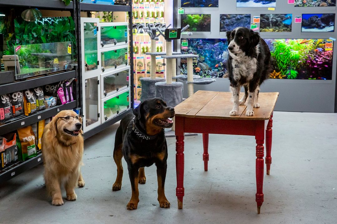 Como perros y gatos 3: Patas unidas : Foto