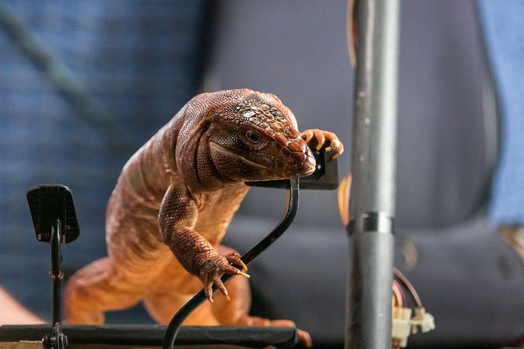 Como perros y gatos 3: Patas unidas : Foto