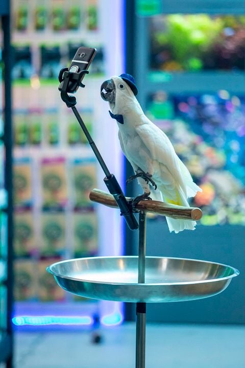 Como perros y gatos 3: Patas unidas : Foto