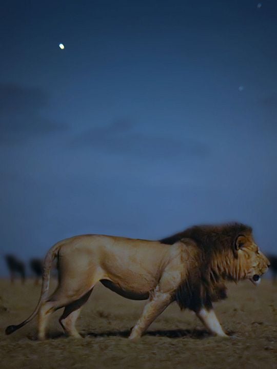 Earth At Night In Color : Póster