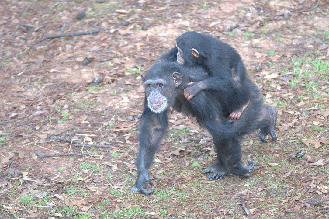 Conociendo a los chimpancés : Foto