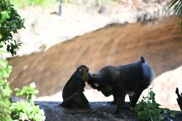 Conociendo a los chimpancés : Póster