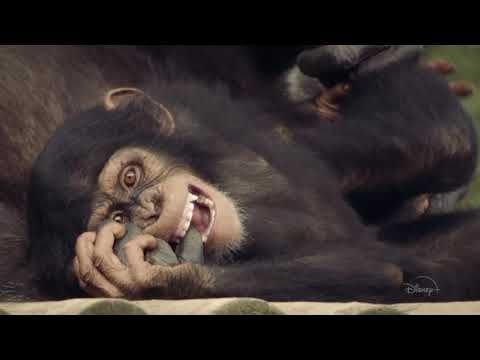 Conociendo a los chimpancés : Póster