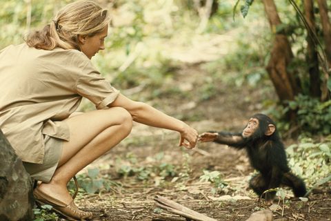 Conociendo a los chimpancés : Póster