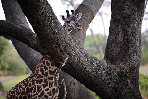 Magic of Disney's Animal Kingdom : Póster