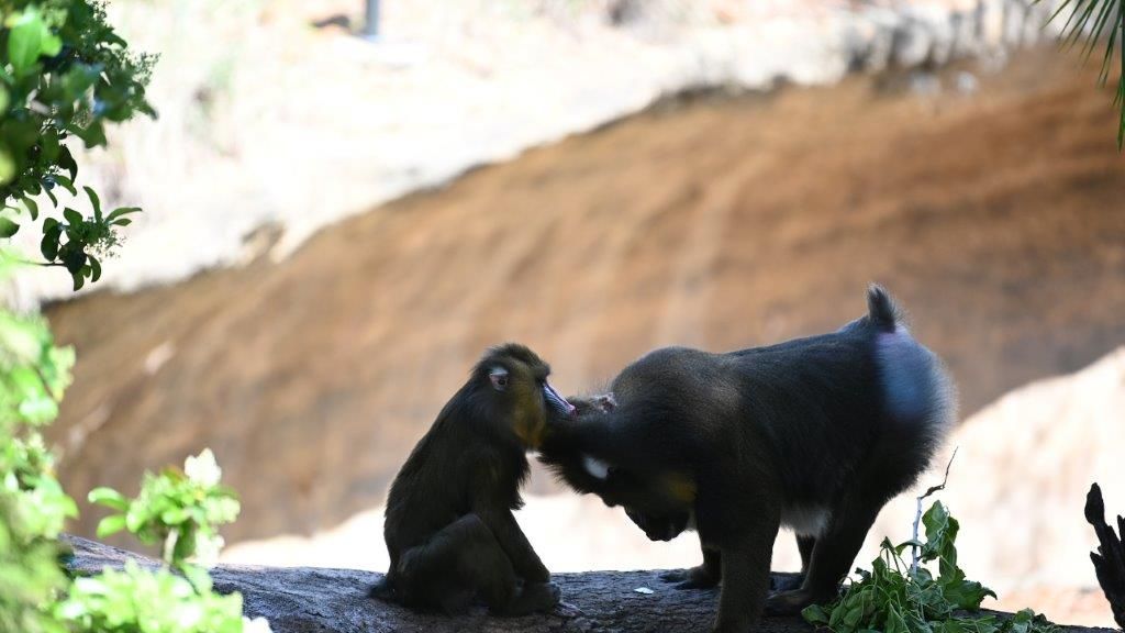 Magic of Disney's Animal Kingdom : Póster