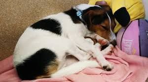 The Dog House : Póster