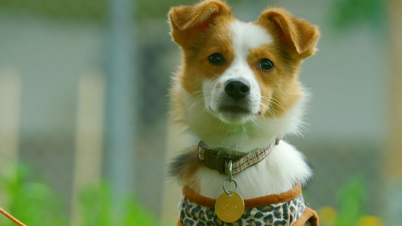 The Dog House : Póster