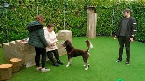 The Dog House : Póster