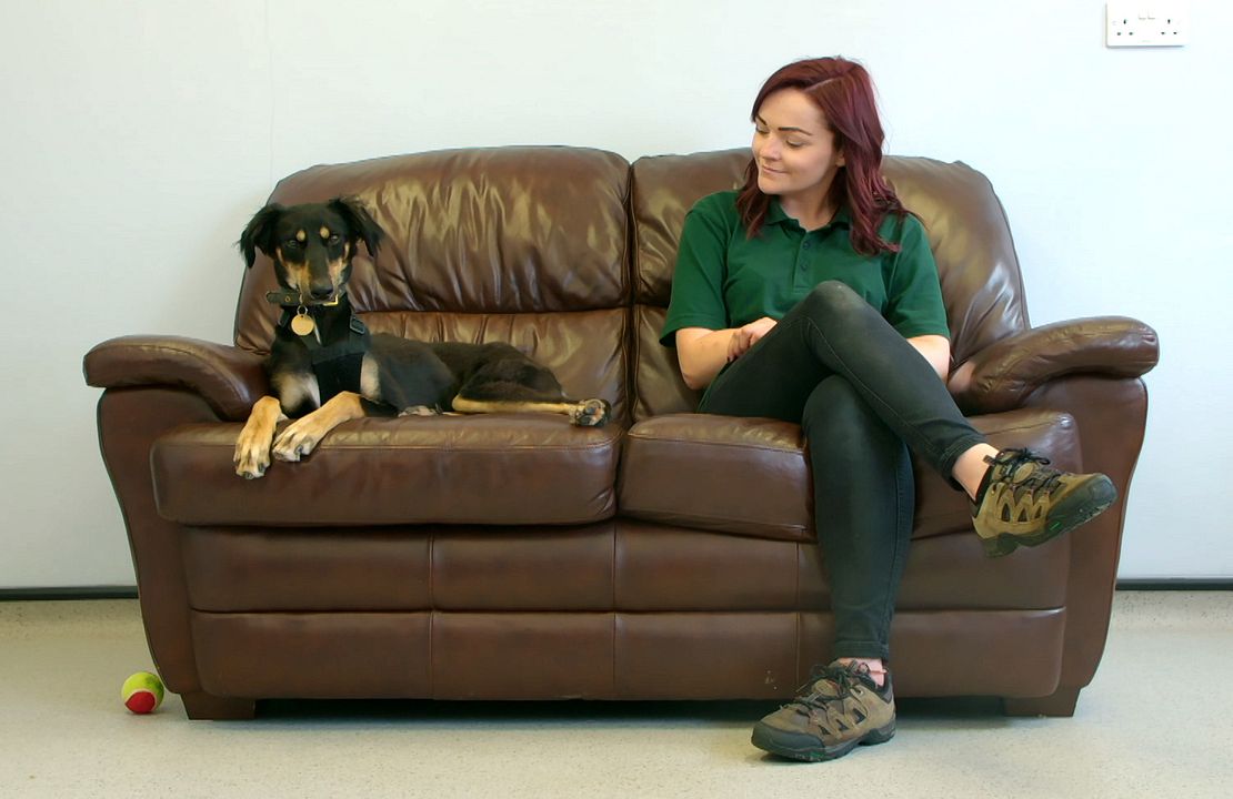 The Dog House : Póster