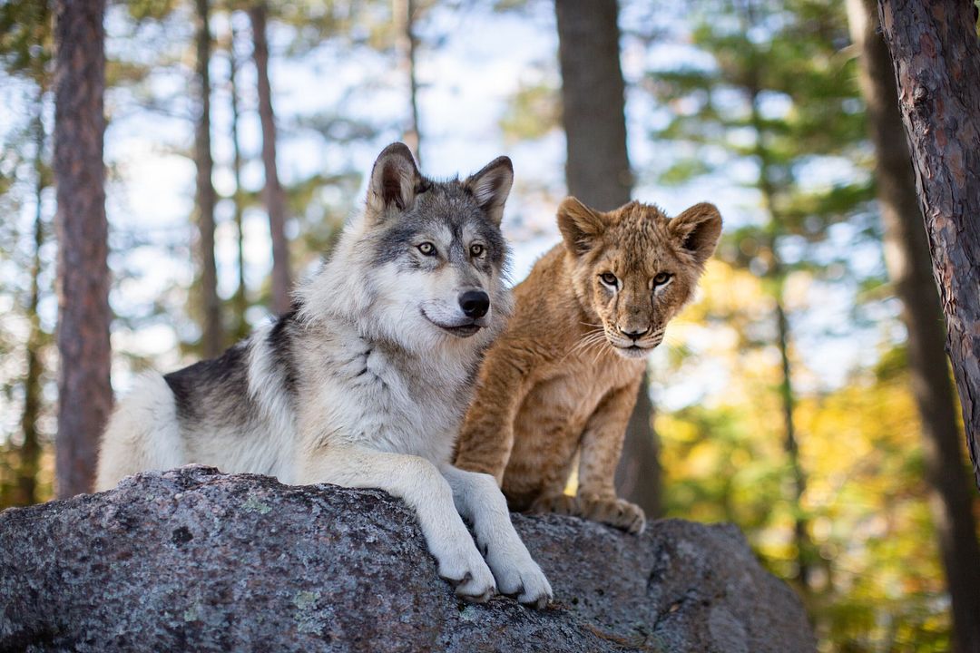 The Wolf and the Lion : Foto