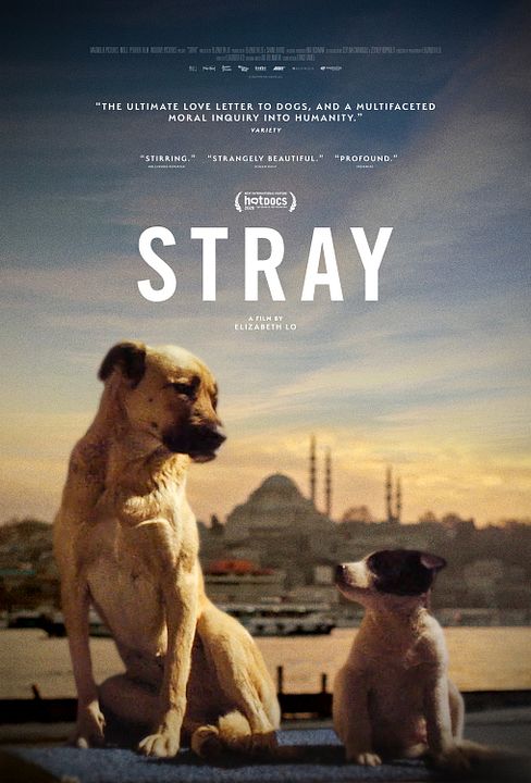 Stray : Póster