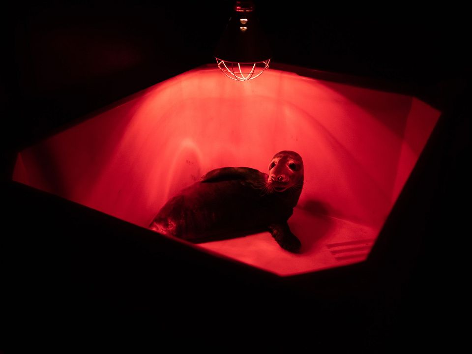 Fra det vilde hav : Foto