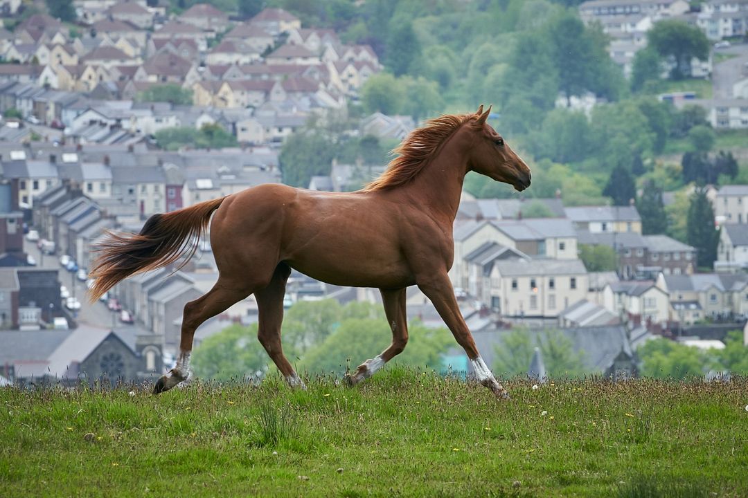 Dream Horse : Foto