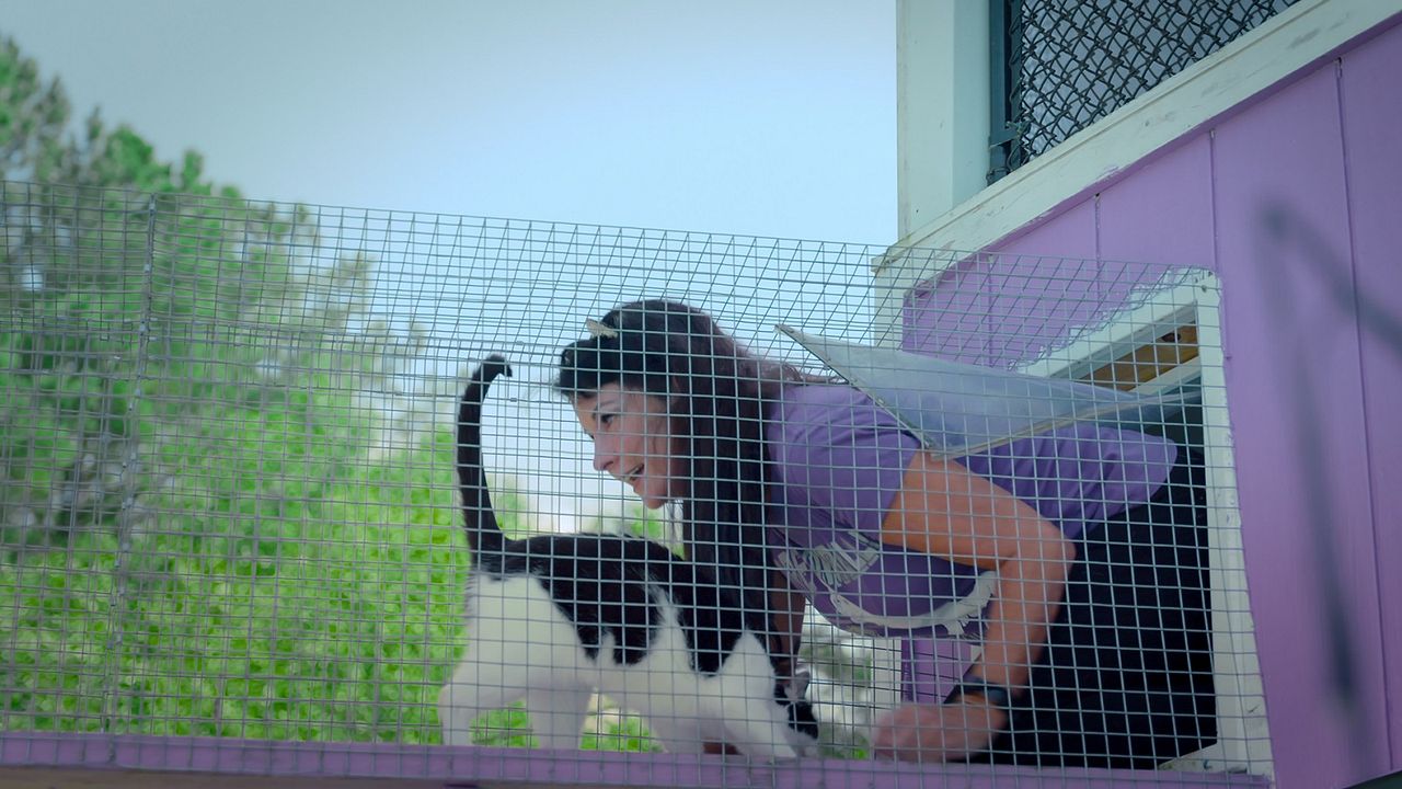 Gente de Gatos : Foto