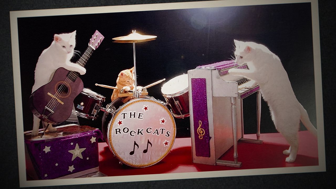 Gente de Gatos : Foto