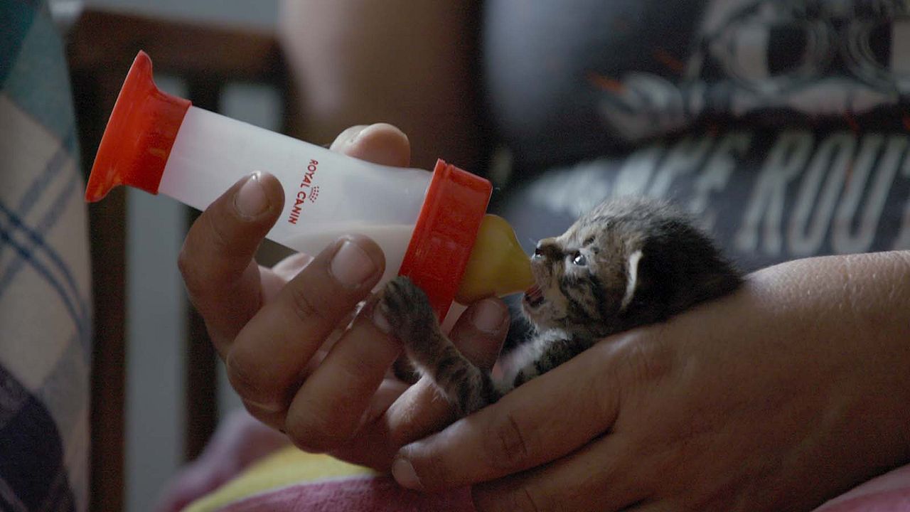 Gente de Gatos : Foto