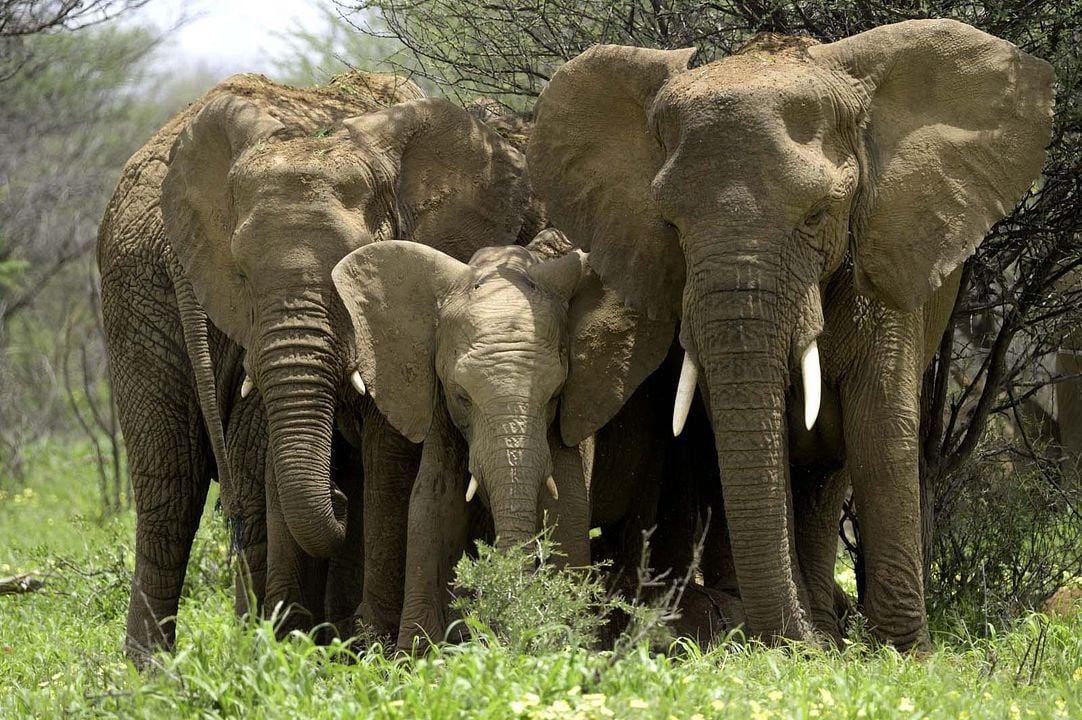 Growing Up Animal : Foto