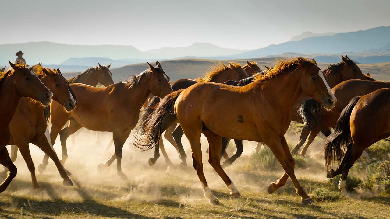 Siempre quise ser cowboy : Foto