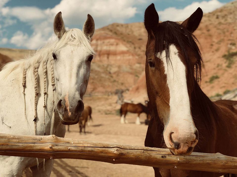 Siempre quise ser cowboy : Foto