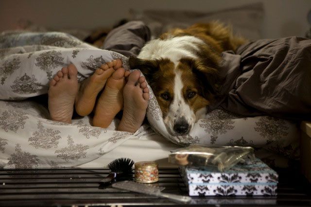 Arbusto sin perro : Foto