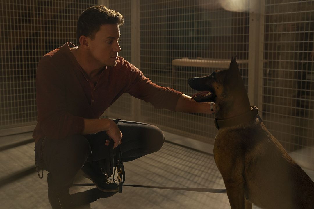 Dog: Un viaje salvaje : Foto Channing Tatum