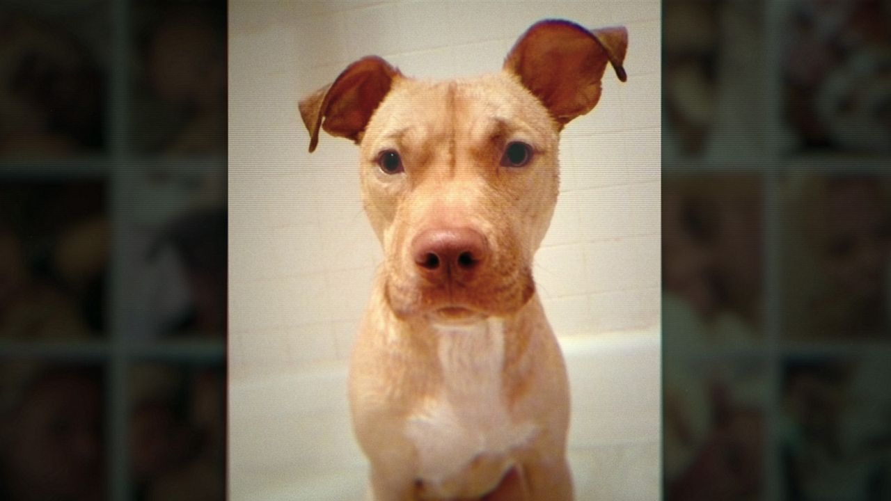 Bad Vegan: Fama, fraudes y fugas : Foto